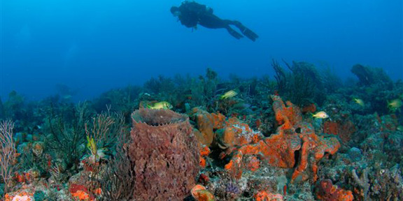 Dive With South Florida Diving Headquarters